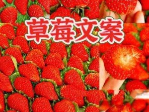 口感香甜、汁水丰富的草莓丝瓜，你值得拥有