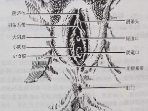 女人巨大荫蒂XXXX 女人巨大荫蒂：探索未知的性奥秘
