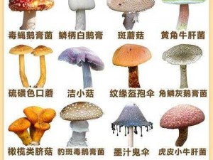 蘑菇官方网站地址_蘑菇官方网站地址是什么？