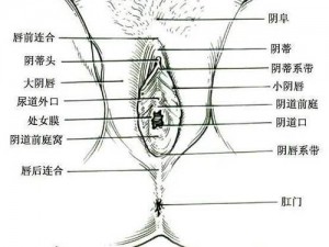 老女人大荫蒂毛茸茸【老女人大荫蒂为何会毛茸茸？】