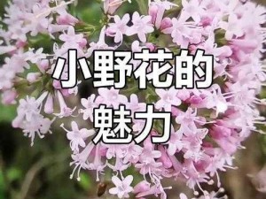 野花日韩完整版，一款汇集了日韩两国野花的完整版应用，让你随时随地欣赏大自然的美丽