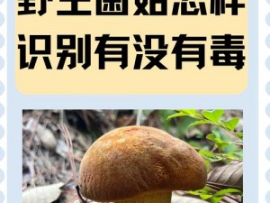 蘑菇官方网站地址【请问蘑菇的官方网站地址是什么？】