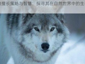 白狼擅长策略与智慧：探寻其在自然世界中的生存之道