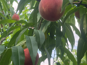 桃子移植用妹妹做实验;桃子移植手术能否用妹妹做实验？