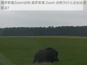 俄罗斯猪Zoom动物,俄罗斯猪 Zoom 动物为什么会如此受欢迎？