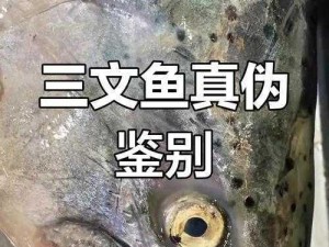 探索海洋奇迹：揭秘三文鱼与鲶鱼在神秘水域中的共存之秘文中详解创魔三文鱼的习性与生长环境