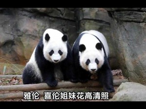 王宝伦(王宝伦为什么会喜欢大熊猫呢？)