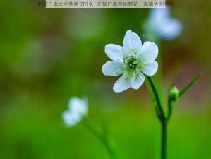 野花日本大全免费 2019，汇聚日本各地野花，高清大图赏析