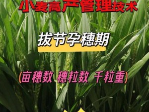 创新种植技艺：揭秘魔法小麦饲料的高效获取之道