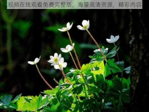 野花视频在线观看免费完整版，海量高清资源，精彩内容不断