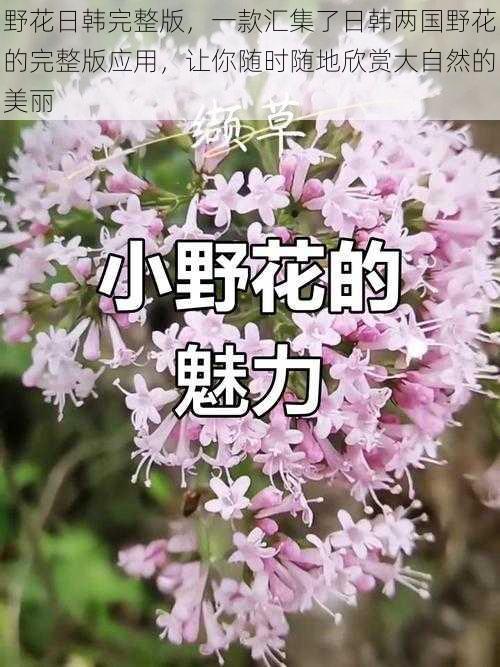 野花日韩完整版，一款汇集了日韩两国野花的完整版应用，让你随时随地欣赏大自然的美丽