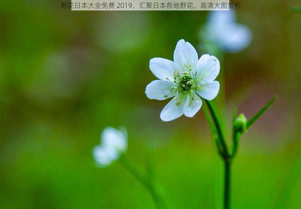 野花日本大全免费 2019，汇聚日本各地野花，高清大图赏析