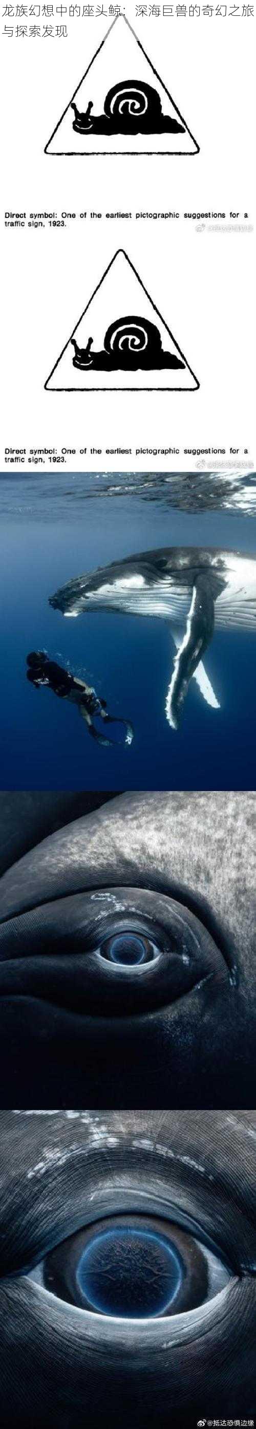 龙族幻想中的座头鲸：深海巨兽的奇幻之旅与探索发现