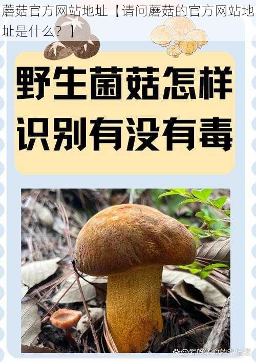 蘑菇官方网站地址【请问蘑菇的官方网站地址是什么？】