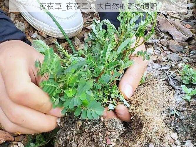 夜夜草_夜夜草：大自然的奇妙馈赠