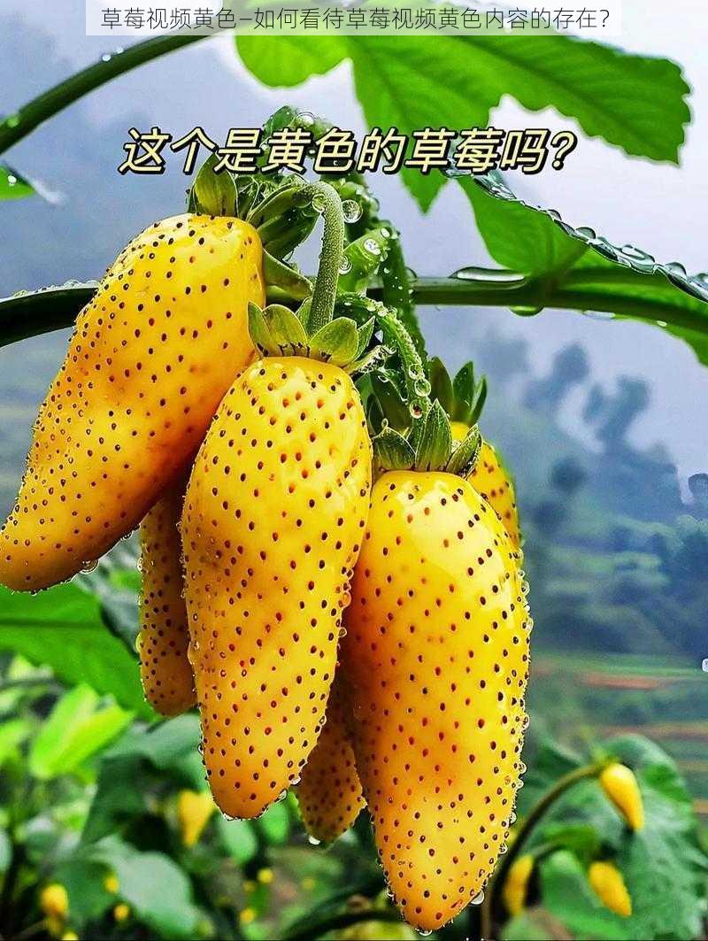 草莓视频黄色—如何看待草莓视频黄色内容的存在？