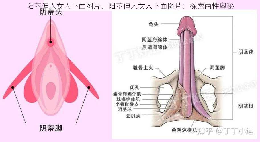 阳茎伸入女人下面图片、阳茎伸入女人下面图片：探索两性奥秘